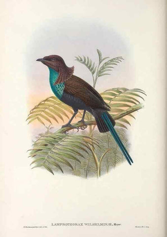 Reproducción/Reproduction 48367354827: Monograph of the Paradiseidae, or birds of paradise and Ptilonorhynchidae, or bower-birds.. London :H. Sotheran & Co.,1891-98.. 