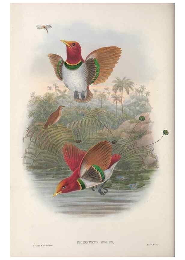 Reproducción/Reproduction 48367355272: Monograph of the Paradiseidae, or birds of paradise and Ptilonorhynchidae, or bower-birds.. London :H. Sotheran & Co.,1891-98.. 