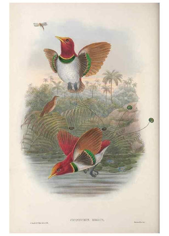 Reproducción/Reproduction 48367355272: Monograph of the Paradiseidae, or birds of paradise and Ptilonorhynchidae, or bower-birds.. London :H. Sotheran & Co.,1891-98.. 