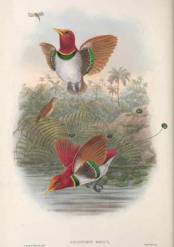 Reproducción/Reproduction 48367355272: Monograph of the Paradiseidae, or birds of paradise and Ptilonorhynchidae, or bower-birds.. London :H. Sotheran & Co.,1891-98.. 
