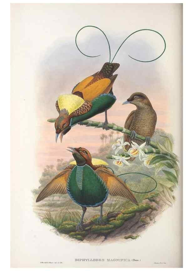 Reproducción/Reproduction 48367356187: Monograph of the Paradiseidae, or birds of paradise and Ptilonorhynchidae, or bower-birds.. London :H. Sotheran & Co.,1891-98.. 