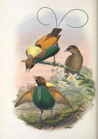 Reproducción/Reproduction 48367356187: Monograph of the Paradiseidae, or birds of paradise and Ptilonorhynchidae, or bower-birds.. London :H. Sotheran & Co.,1891-98.. 