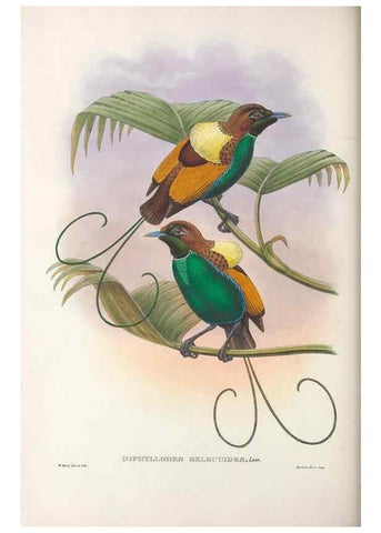 Reproducción/Reproduction 48367356702: Monograph of the Paradiseidae, or birds of paradise and Ptilonorhynchidae, or bower-birds.. London :H. Sotheran & Co.,1891-98.. 