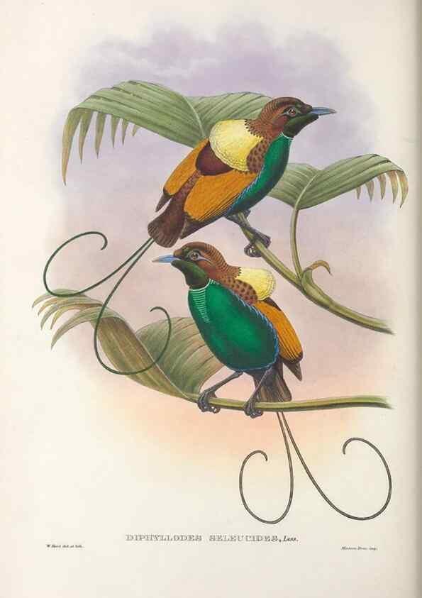 Reproducción/Reproduction 48367356702: Monograph of the Paradiseidae, or birds of paradise and Ptilonorhynchidae, or bower-birds.. London :H. Sotheran & Co.,1891-98.. 