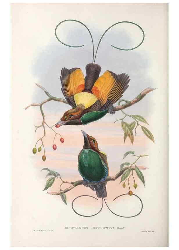Reproducción/Reproduction 48367357212: Monograph of the Paradiseidae, or birds of paradise and Ptilonorhynchidae, or bower-birds.. London :H. Sotheran & Co.,1891-98.. 