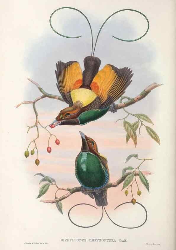 Reproducción/Reproduction 48367357212: Monograph of the Paradiseidae, or birds of paradise and Ptilonorhynchidae, or bower-birds.. London :H. Sotheran & Co.,1891-98.. 