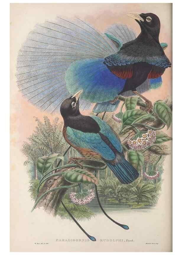 Reproducción/Reproduction 48367354397: Monograph of the Paradiseidae, or birds of paradise and Ptilonorhynchidae, or bower-birds.. London :H. Sotheran & Co.,1891-98.. 