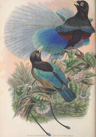 Reproducción/Reproduction 48367354397: Monograph of the Paradiseidae, or birds of paradise and Ptilonorhynchidae, or bower-birds.. London :H. Sotheran & Co.,1891-98.. 