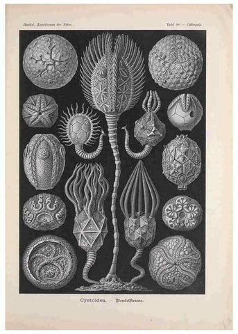 Reproducción/Reproduction 48430685392: Kunstformen der Natur. Leipzig und Wien :Verlag des Bibliographischen Instituts,1899-1904.. 