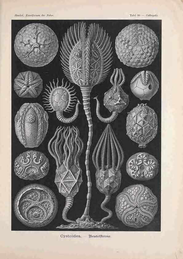 Reproducción/Reproduction 48430685392: Kunstformen der Natur. Leipzig und Wien :Verlag des Bibliographischen Instituts,1899-1904.. 