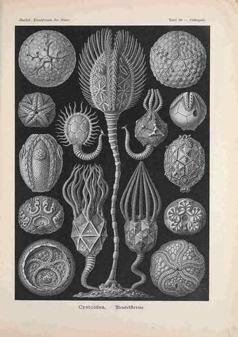 Reproducción/Reproduction 48430685392: Kunstformen der Natur. Leipzig und Wien :Verlag des Bibliographischen Instituts,1899-1904.. 