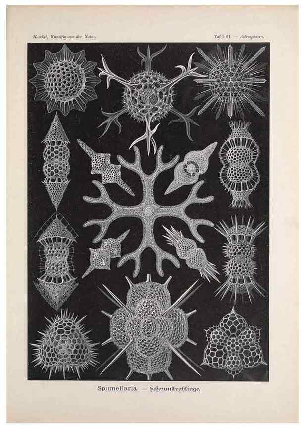 Reproducción/Reproduction 48430685842: Kunstformen der Natur. Leipzig und Wien :Verlag des Bibliographischen Instituts,1899-1904.. 