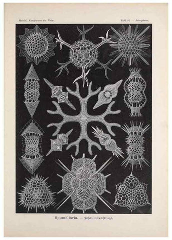 Reproducción/Reproduction 48430685842: Kunstformen der Natur. Leipzig und Wien :Verlag des Bibliographischen Instituts,1899-1904.. 