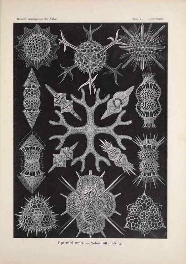 Reproducción/Reproduction 48430685842: Kunstformen der Natur. Leipzig und Wien :Verlag des Bibliographischen Instituts,1899-1904.. 