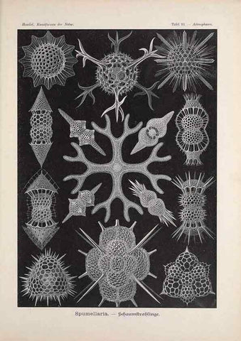 Reproducción/Reproduction 48430685842: Kunstformen der Natur. Leipzig und Wien :Verlag des Bibliographischen Instituts,1899-1904.. 