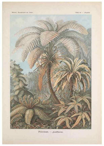 Reproducción/Reproduction 48430544616: Kunstformen der Natur. Leipzig und Wien :Verlag des Bibliographischen Instituts,1899-1904.. 