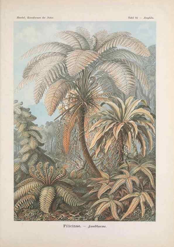 Reproducción/Reproduction 48430544616: Kunstformen der Natur. Leipzig und Wien :Verlag des Bibliographischen Instituts,1899-1904.. 