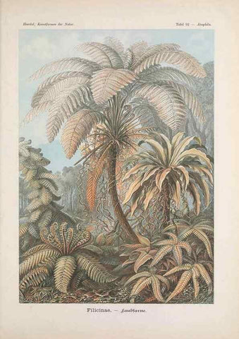 Reproducción/Reproduction 48430544616: Kunstformen der Natur. Leipzig und Wien :Verlag des Bibliographischen Instituts,1899-1904.. 