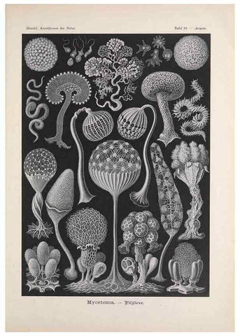 Reproducción/Reproduction 48430686602: Kunstformen der Natur. Leipzig und Wien :Verlag des Bibliographischen Instituts,1899-1904.. 