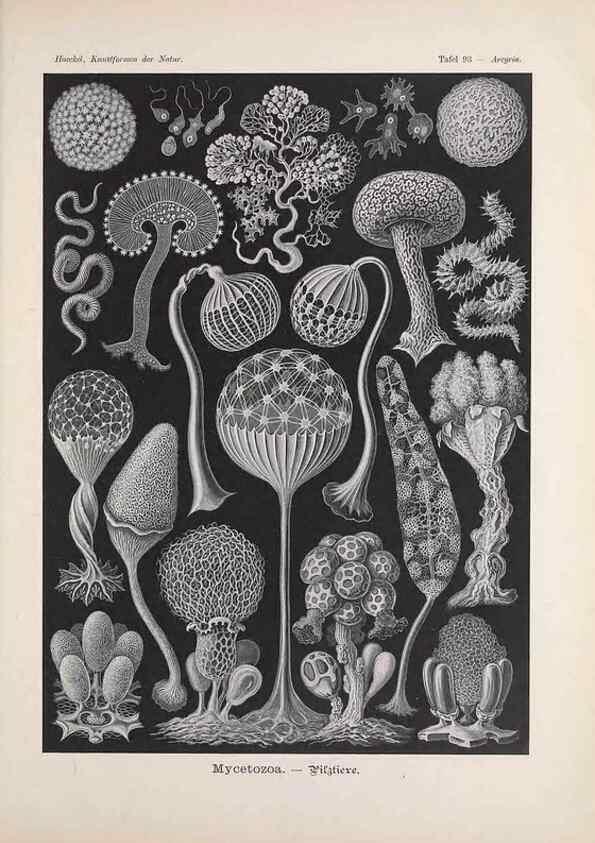Reproducción/Reproduction 48430686602: Kunstformen der Natur. Leipzig und Wien :Verlag des Bibliographischen Instituts,1899-1904.. 
