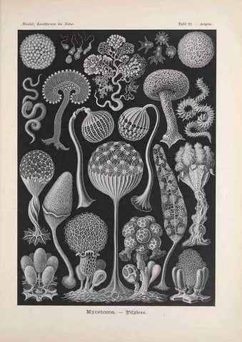 Reproducción/Reproduction 48430686602: Kunstformen der Natur. Leipzig und Wien :Verlag des Bibliographischen Instituts,1899-1904.. 