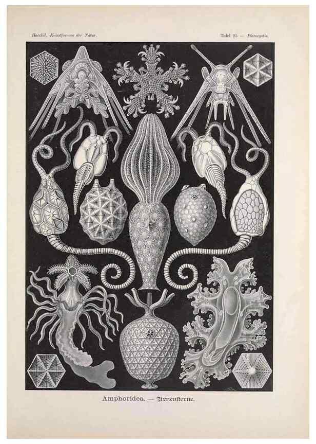 Reproducción/Reproduction 48430687382: Kunstformen der Natur. Leipzig und Wien :Verlag des Bibliographischen Instituts,1899-1904.. 