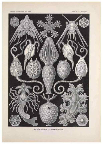 Reproducción/Reproduction 48430687382: Kunstformen der Natur. Leipzig und Wien :Verlag des Bibliographischen Instituts,1899-1904.. 