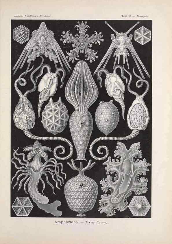 Reproducción/Reproduction 48430687382: Kunstformen der Natur. Leipzig und Wien :Verlag des Bibliographischen Instituts,1899-1904.. 