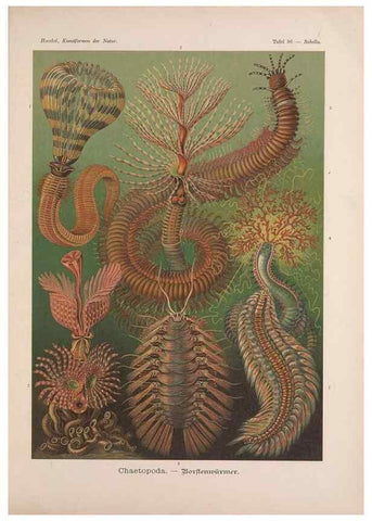 Reproducción/Reproduction 48430687797: Kunstformen der Natur. Leipzig und Wien :Verlag des Bibliographischen Instituts,1899-1904.. 