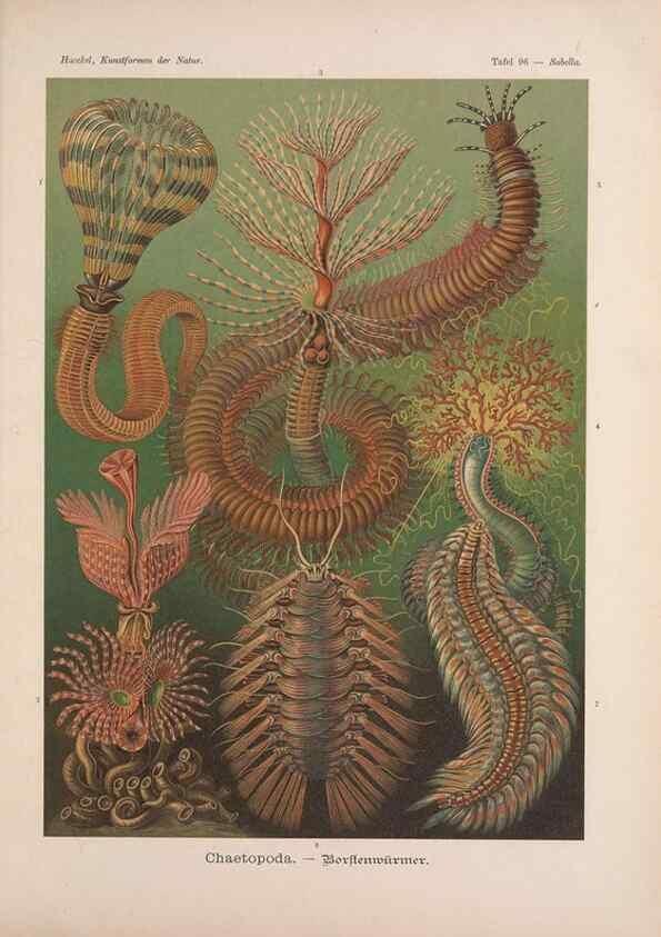Reproducción/Reproduction 48430687797: Kunstformen der Natur. Leipzig und Wien :Verlag des Bibliographischen Instituts,1899-1904.. 