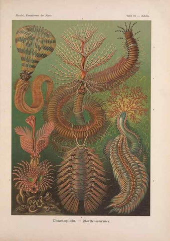 Reproducción/Reproduction 48430687797: Kunstformen der Natur. Leipzig und Wien :Verlag des Bibliographischen Instituts,1899-1904.. 