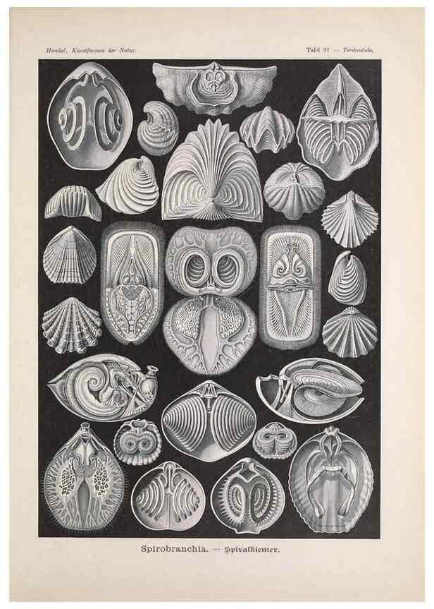 Reproducción/Reproduction 48430688267: Kunstformen der Natur. Leipzig und Wien :Verlag des Bibliographischen Instituts,1899-1904.. 
