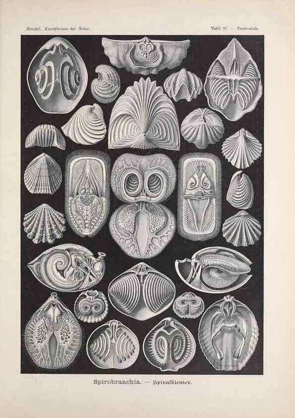 Reproducción/Reproduction 48430688267: Kunstformen der Natur. Leipzig und Wien :Verlag des Bibliographischen Instituts,1899-1904.. 