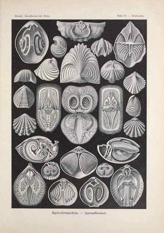 Reproducción/Reproduction 48430688267: Kunstformen der Natur. Leipzig und Wien :Verlag des Bibliographischen Instituts,1899-1904.. 