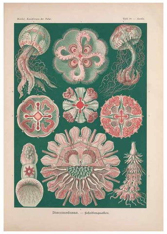 Reproducción/Reproduction 48430688802: Kunstformen der Natur. Leipzig und Wien :Verlag des Bibliographischen Instituts,1899-1904.. 