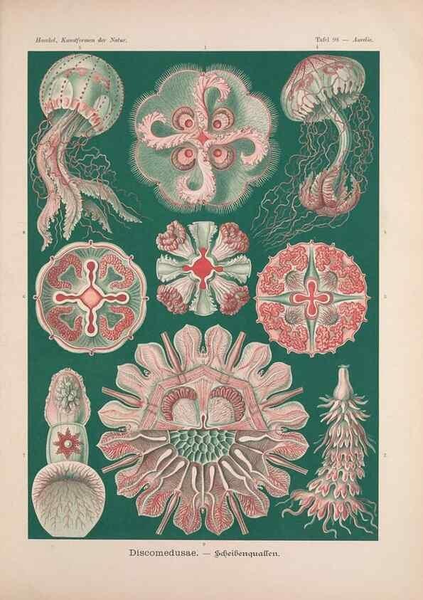 Reproducción/Reproduction 48430688802: Kunstformen der Natur. Leipzig und Wien :Verlag des Bibliographischen Instituts,1899-1904.. 