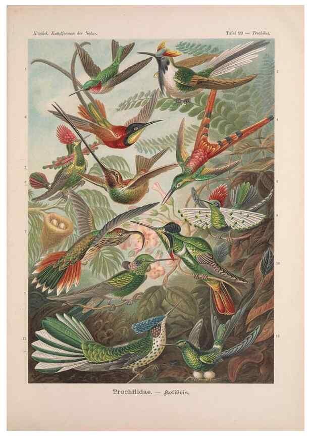 Reproducción/Reproduction 48430547706: Kunstformen der Natur. Leipzig und Wien :Verlag des Bibliographischen Instituts,1899-1904.. 