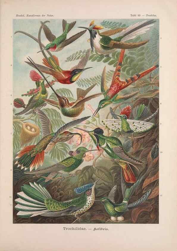 Reproducción/Reproduction 48430547706: Kunstformen der Natur. Leipzig und Wien :Verlag des Bibliographischen Instituts,1899-1904.. 