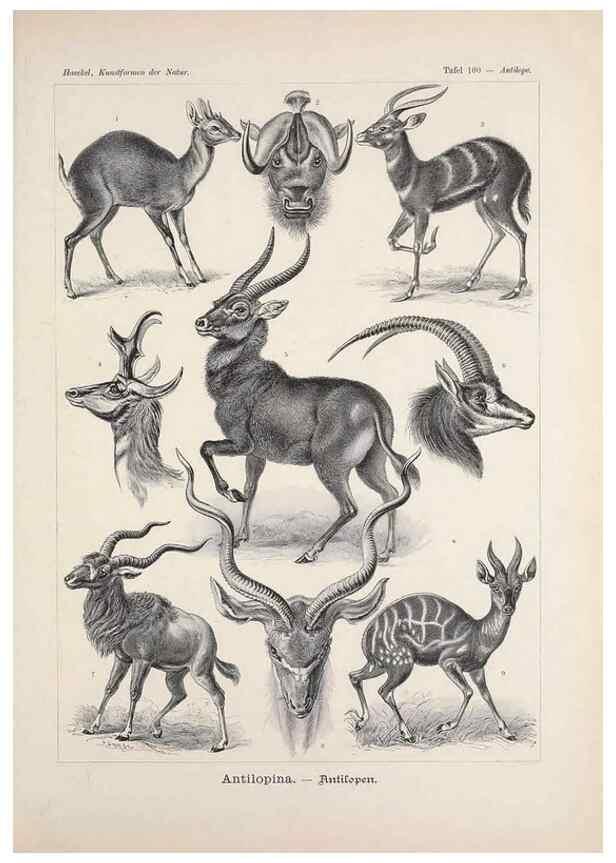 Reproducción/Reproduction 48430548226: Kunstformen der Natur. Leipzig und Wien :Verlag des Bibliographischen Instituts,1899-1904.. 