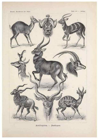 Reproducción/Reproduction 48430548226: Kunstformen der Natur. Leipzig und Wien :Verlag des Bibliographischen Instituts,1899-1904.. 