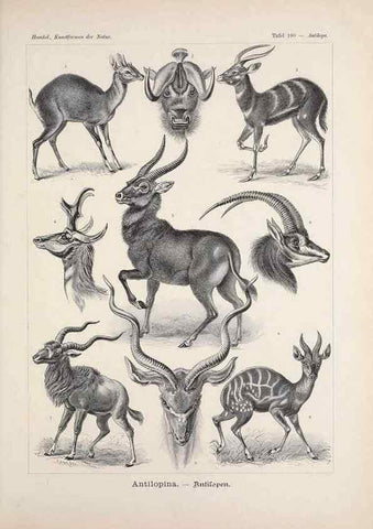 Reproducción/Reproduction 48430548226: Kunstformen der Natur. Leipzig und Wien :Verlag des Bibliographischen Instituts,1899-1904.. 