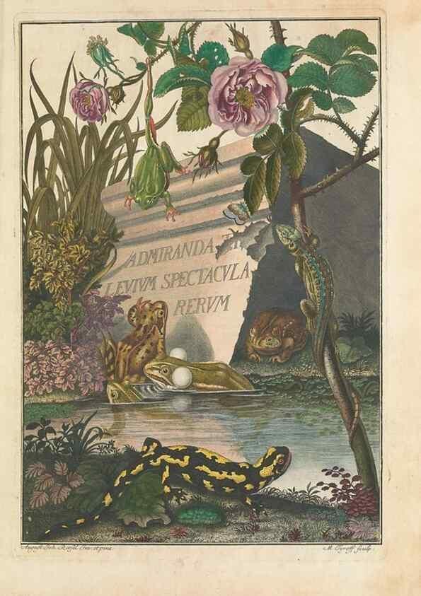 Reproducción/Reproduction 48519588182: Historia naturalis ranarum nostratium :. Nürnberg :gedrucht bey Johann Joseph Fleischmann,1758.. 