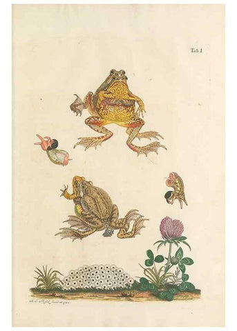 Reproducción/Reproduction 48519588627: Historia naturalis ranarum nostratium :. Nürnberg :gedrucht bey Johann Joseph Fleischmann,1758.. 