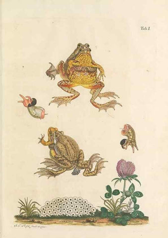 Reproducción/Reproduction 48519588627: Historia naturalis ranarum nostratium :. Nürnberg :gedrucht bey Johann Joseph Fleischmann,1758.. 
