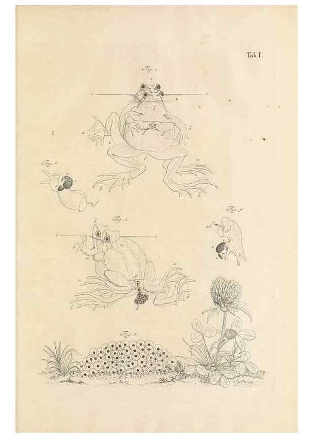 Reproducción/Reproduction 48519420076: Historia naturalis ranarum nostratium :. Nürnberg :gedrucht bey Johann Joseph Fleischmann,1758.. 