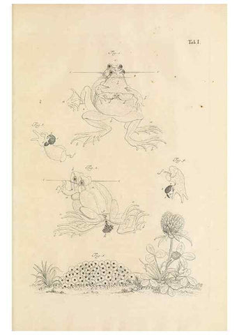 Reproducción/Reproduction 48519420076: Historia naturalis ranarum nostratium :. Nürnberg :gedrucht bey Johann Joseph Fleischmann,1758.. 