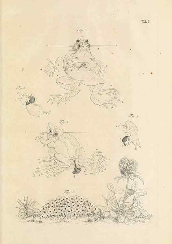 Reproducción/Reproduction 48519420076: Historia naturalis ranarum nostratium :. Nürnberg :gedrucht bey Johann Joseph Fleischmann,1758.. 