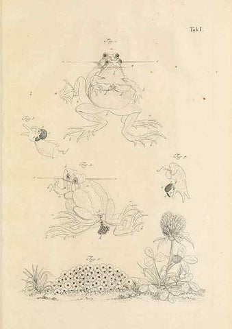 Reproducción/Reproduction 48519420076: Historia naturalis ranarum nostratium :. Nürnberg :gedrucht bey Johann Joseph Fleischmann,1758.. 