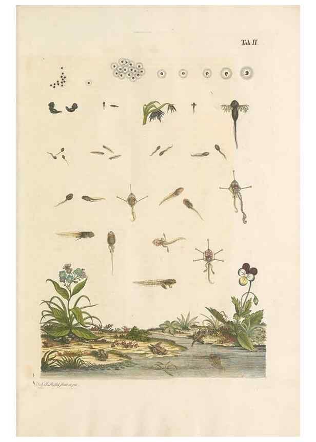 Reproducción/Reproduction 48519420451: Historia naturalis ranarum nostratium :. Nürnberg :gedrucht bey Johann Joseph Fleischmann,1758.. 