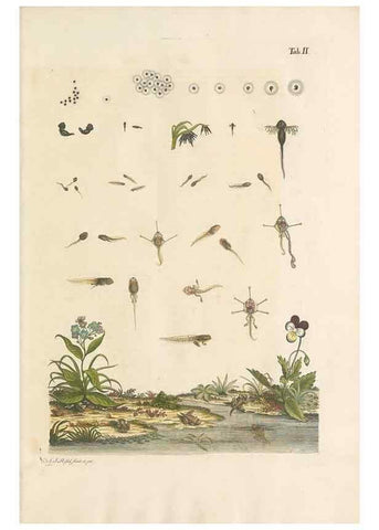 Reproducción/Reproduction 48519420451: Historia naturalis ranarum nostratium :. Nürnberg :gedrucht bey Johann Joseph Fleischmann,1758.. 